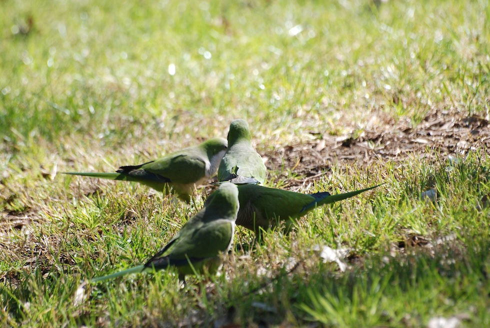 I parrocchetti di Castelfusano (Roma)
